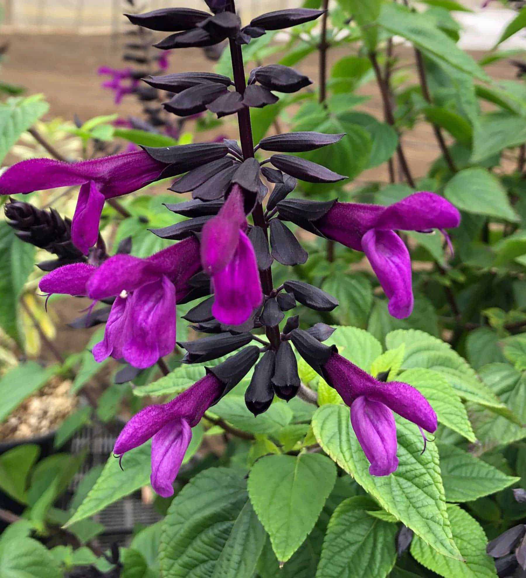 Salvia Bodacious Jammin Jazz Sunset Plant Collection