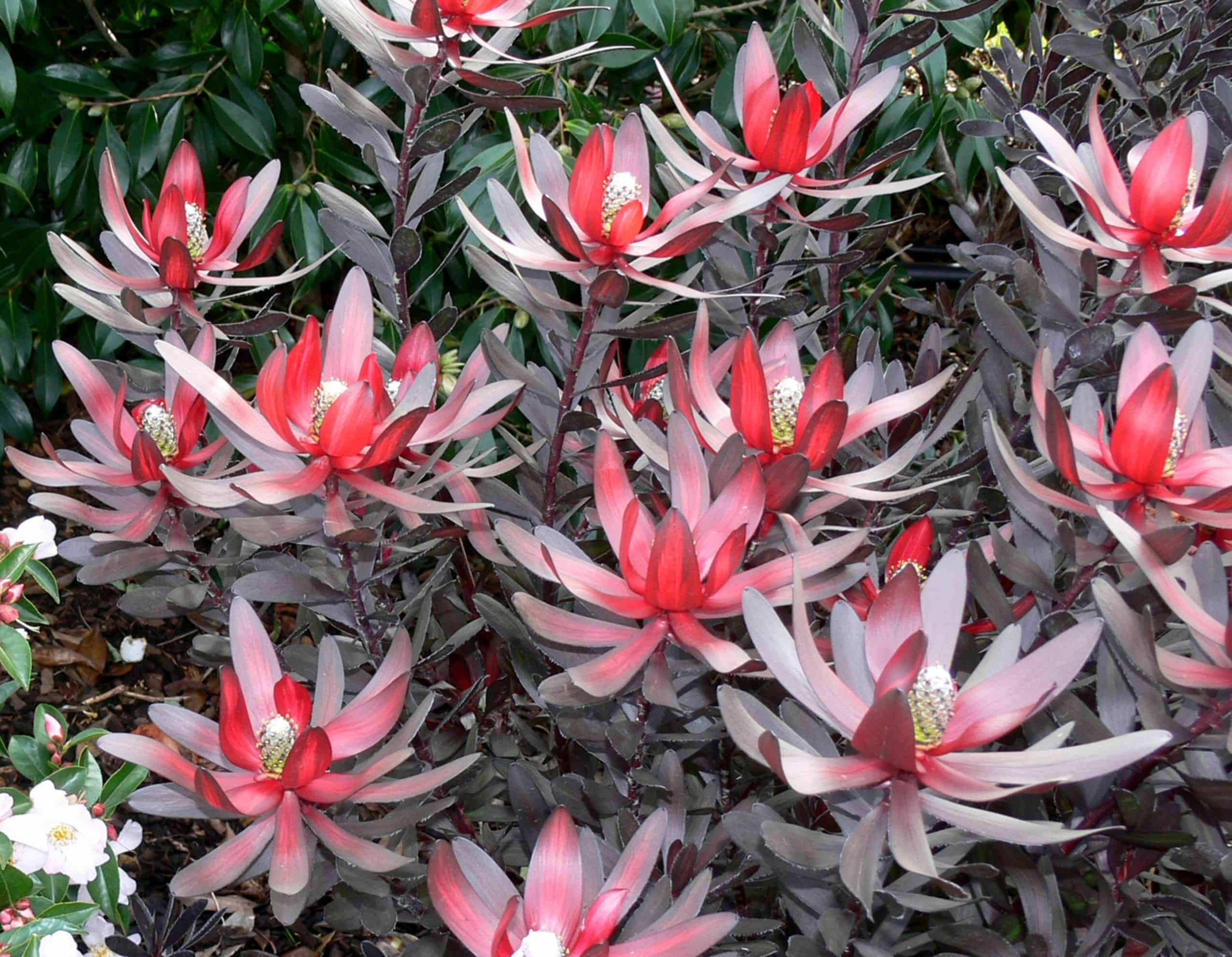 Ebony Leucadendron Sunset Plant Collection