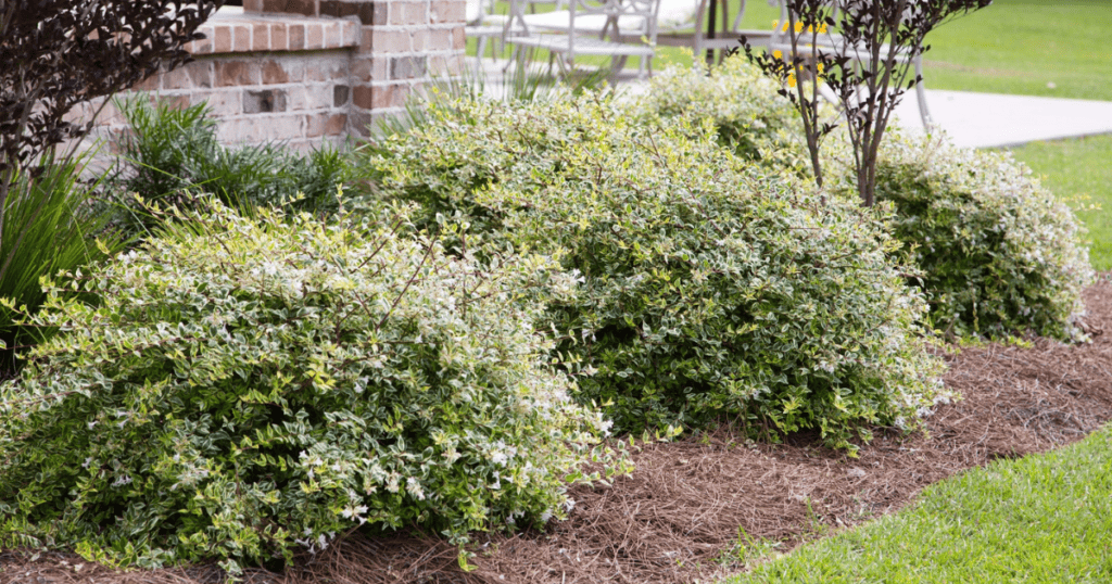Shrubs in front of a house with mulch.