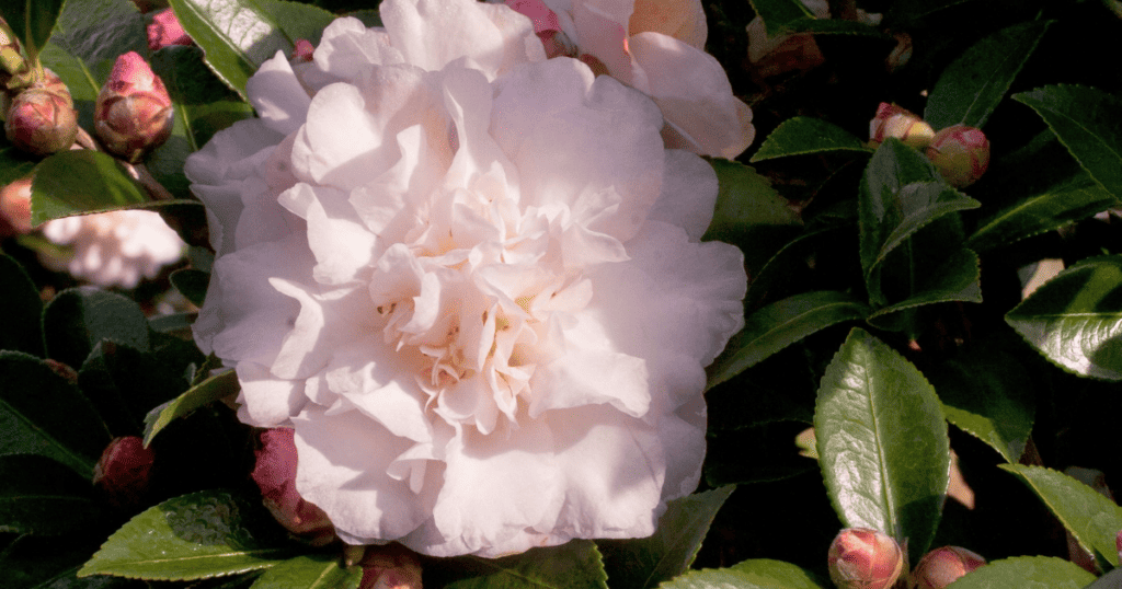 A white camellia blooms in a bush with green leaves.