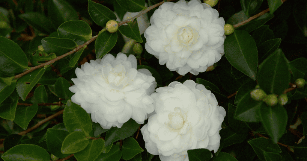 Three white flowers on a bush.