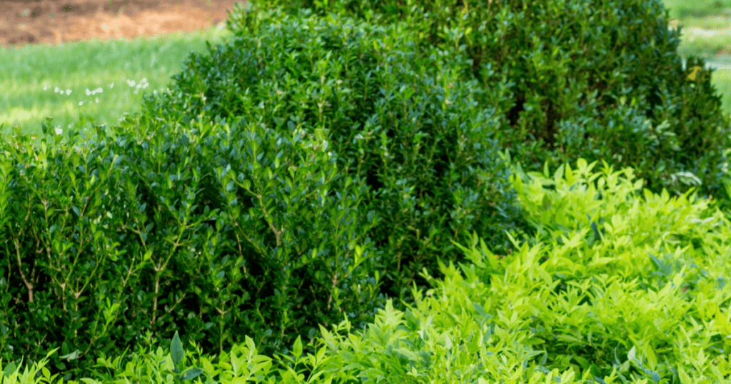 A group of shrubs in a grassy area.
