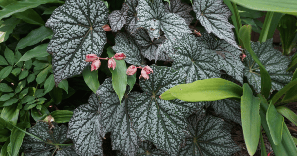 A plant with pink flowers and green leaves.