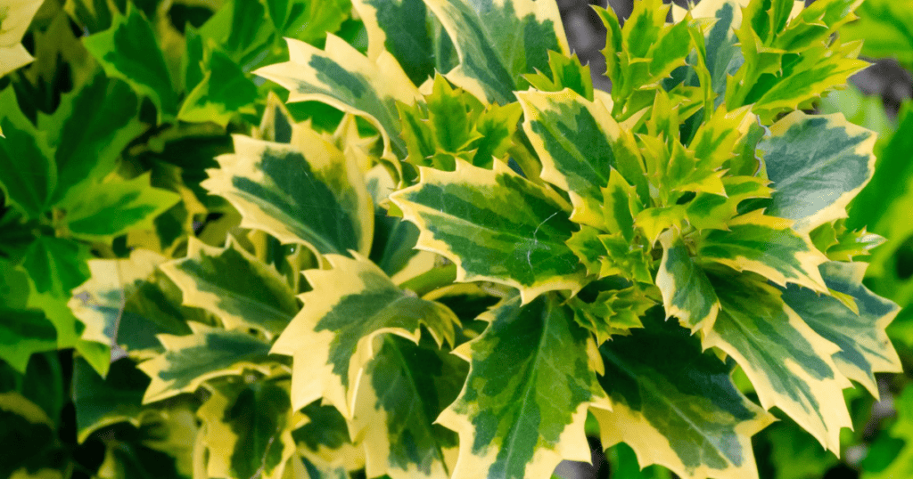 A close up of a plant with yellow and green leaves.