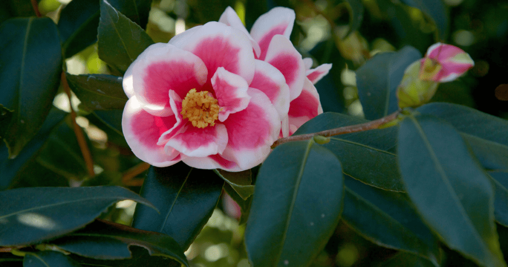 A pink flower with green leaves on a tree.
