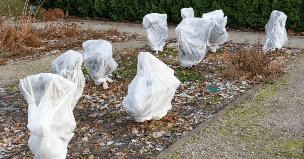 A group of plants covered in plastic bags in a garden.