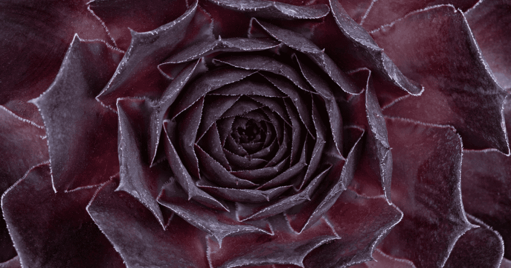 Close-up view of a dark purple succulent plant with tightly arranged, layered leaves forming a spiral pattern.