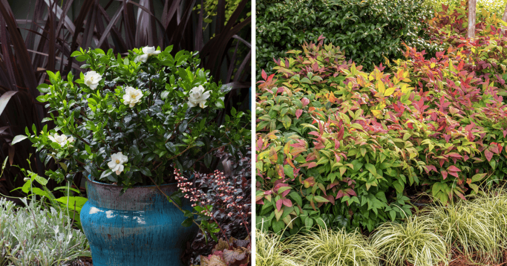 jubilation gardenia and blush pink nandina