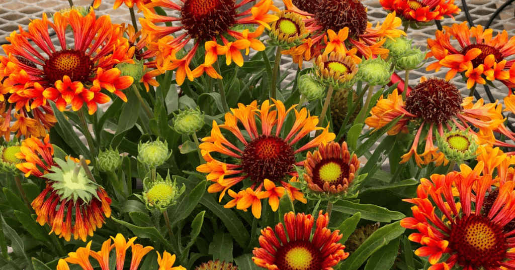 A group of orange and yellow flowers in a garden.
