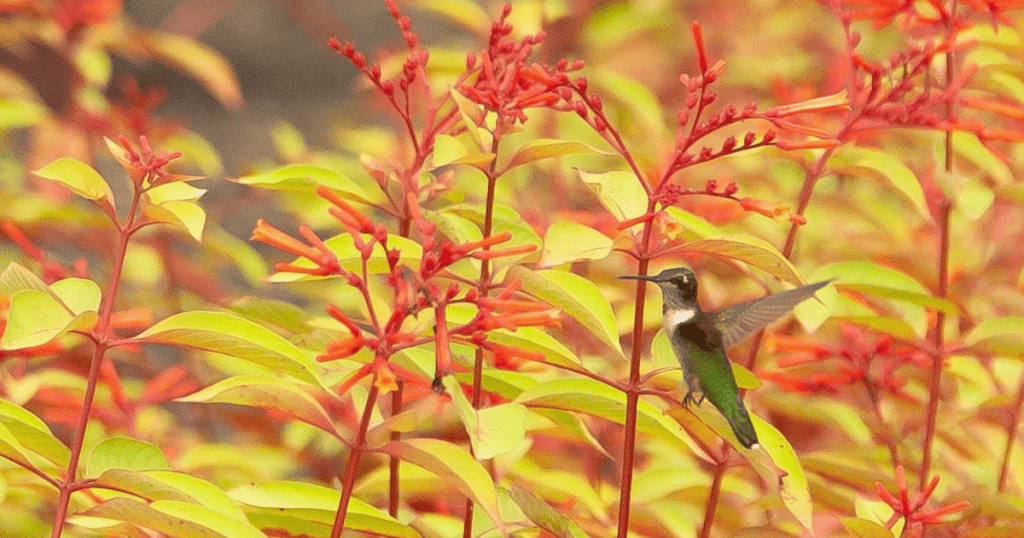 A hummingbird perched on a red flower.