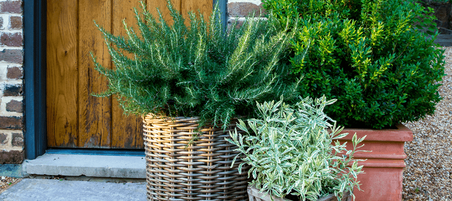 chefs choice rosemary and meerlo lavender container garden