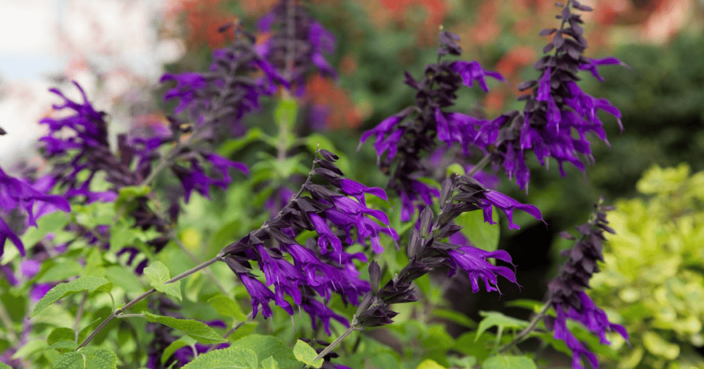 A purple flower with green leaves in a garden.