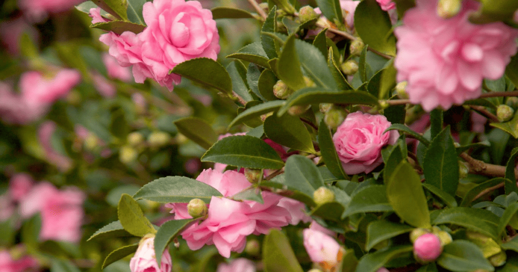 Pink camellia bush with green leaves and pink flowers.