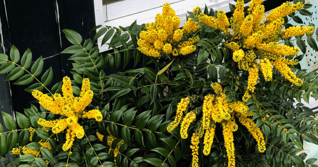 Yellow flowers on a bush in front of a house.