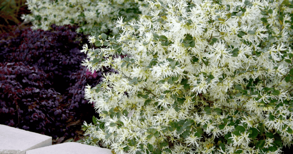 A bush with white flowers in a garden.
