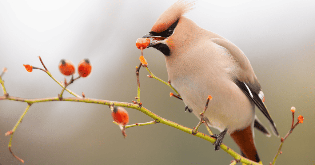 A bird is sitting on a branch eating berries.