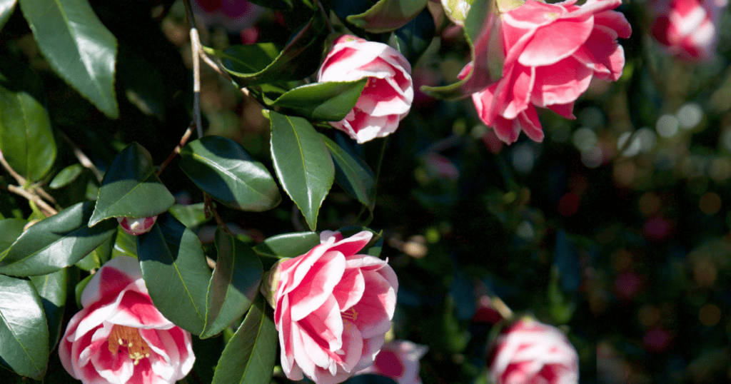 A bush with pink flowers and green leaves.
