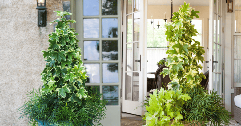 Two pictures of potted plants in front of a door.