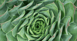 Close-up image of a green succulent plant with concentric layers of pointed leaves arranged in a spiral pattern.