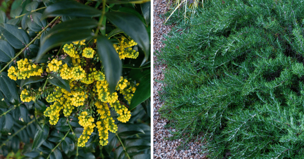 marvel mahonia and chef's choice rosemary