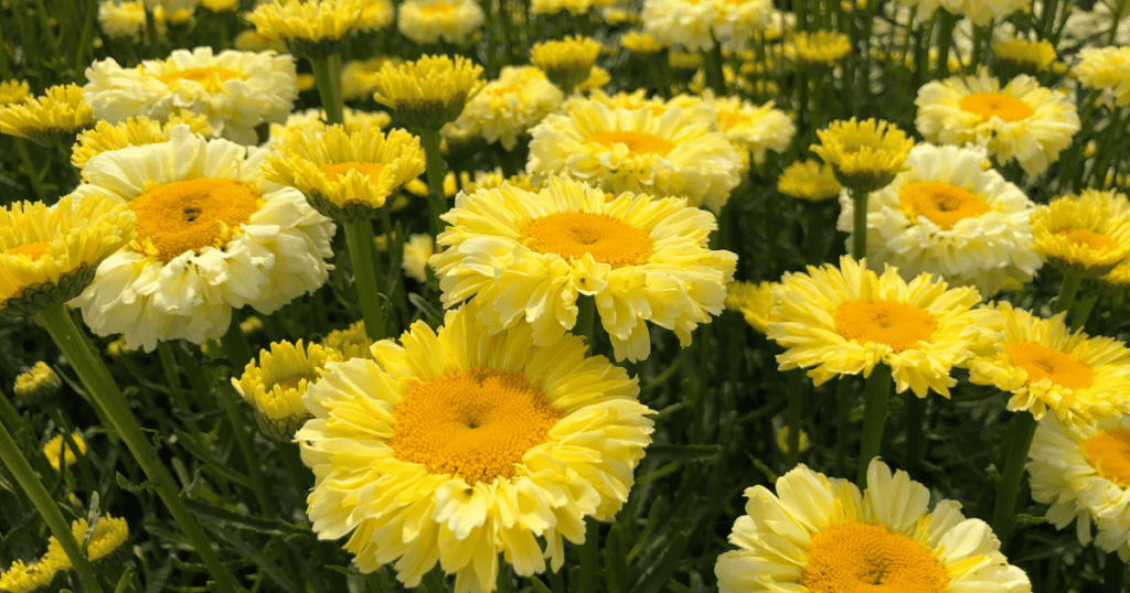 A field of yellow and white flowers.