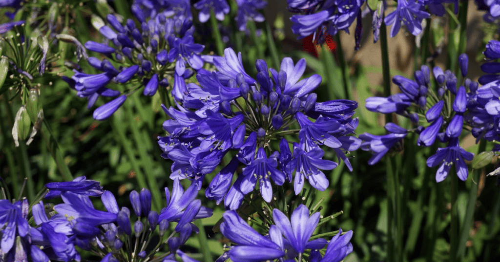 A close up of Ever Sapphire Agapanthus in a garden.