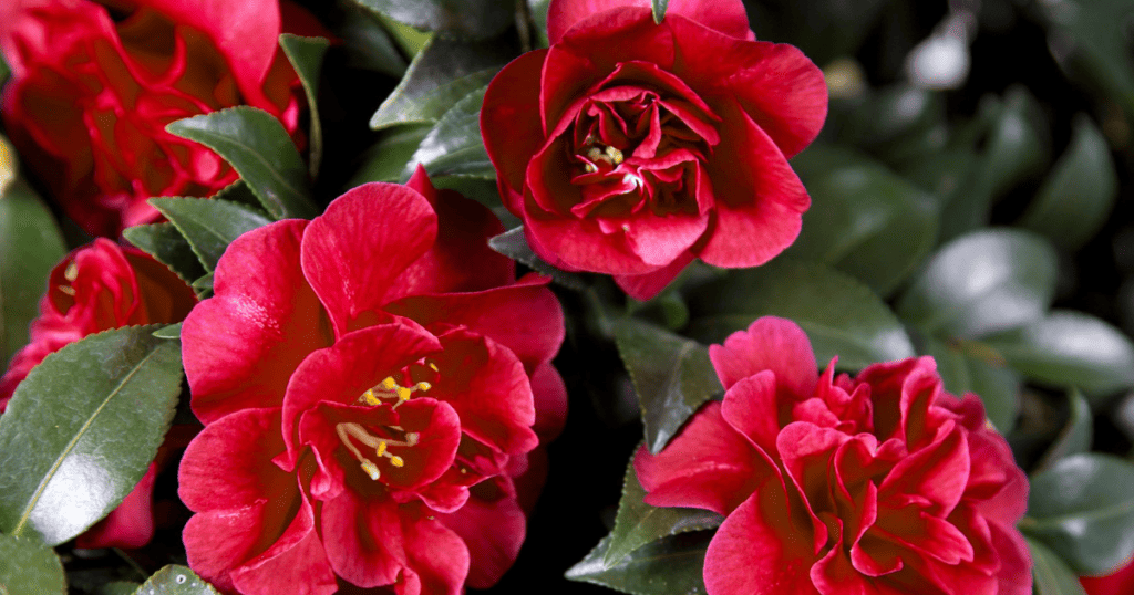 A close up of red flowers with green leaves.