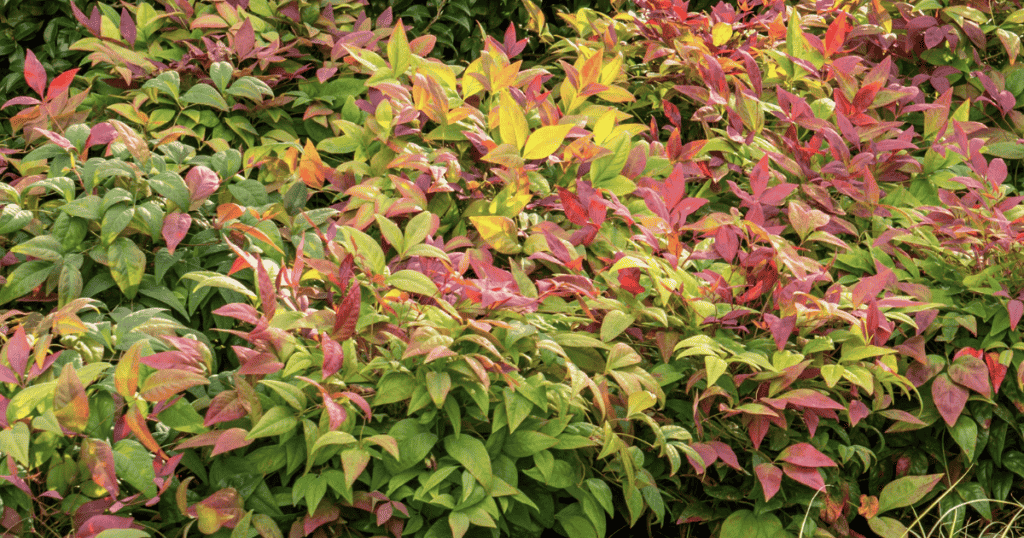 A bush with red, yellow, and green leaves.