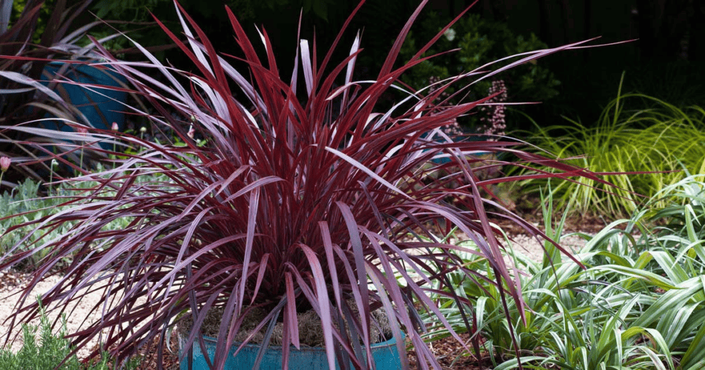 A red plant in a blue pot in a garden.