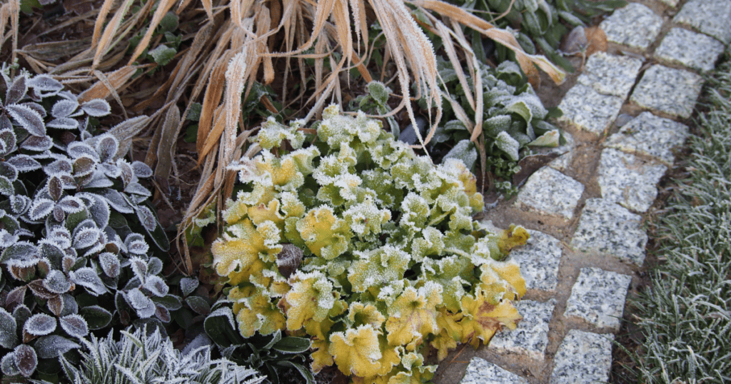 Frost covered plants in a garden.