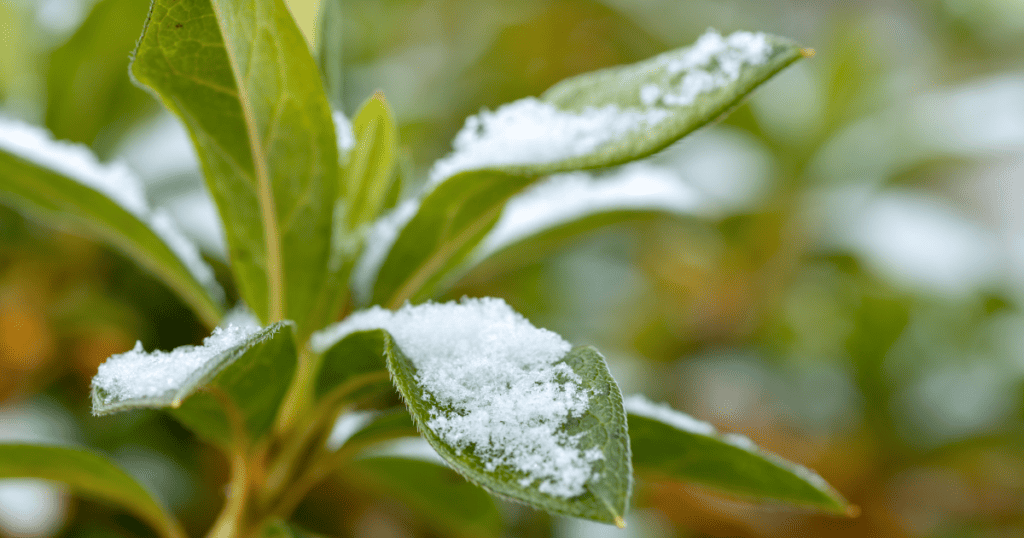 A close up of a plant with snow on it.