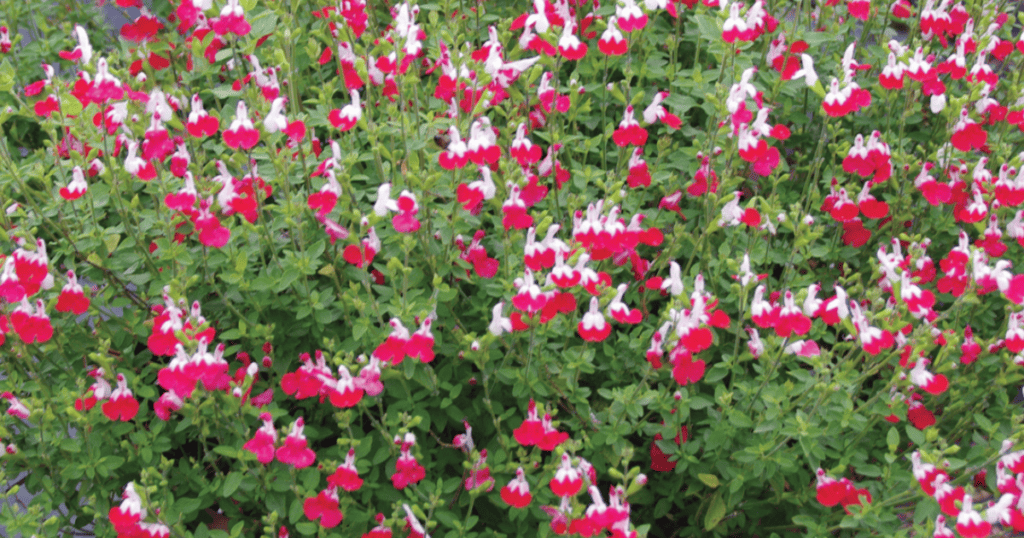 A dense group of red and white salvia flowers blooms among green foliage.
