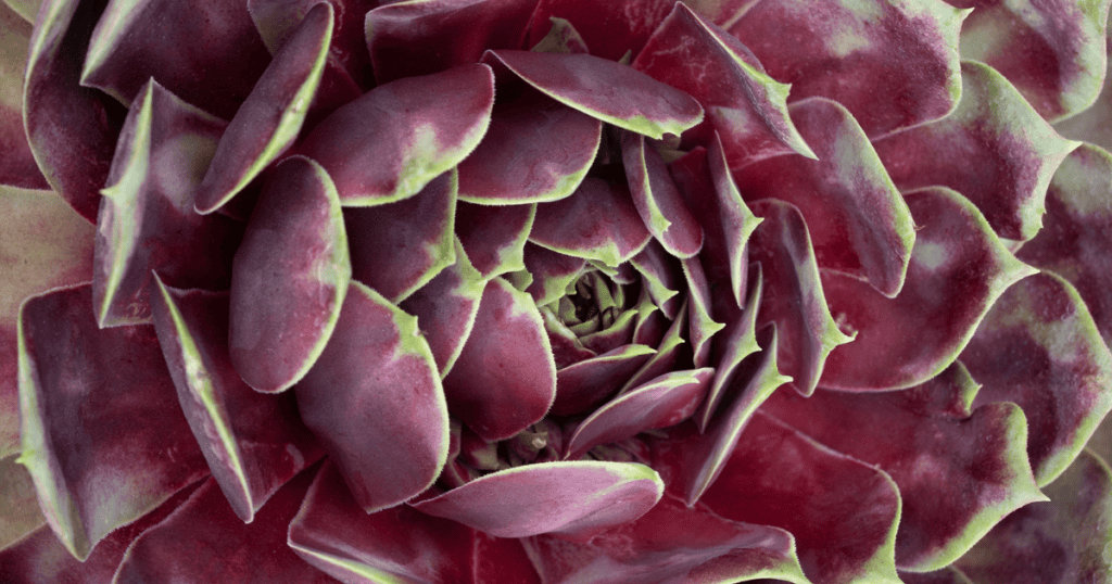 Close-up view of a red and green succulent plant with overlapping, fleshy leaves arranged in a rosette pattern.