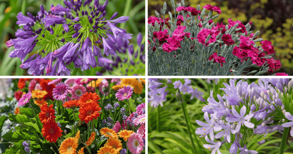 Enchanting Color Palettes | Sunset Plant Collection