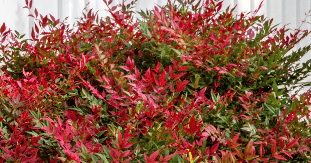 A bush with red leaves in front of a white building.