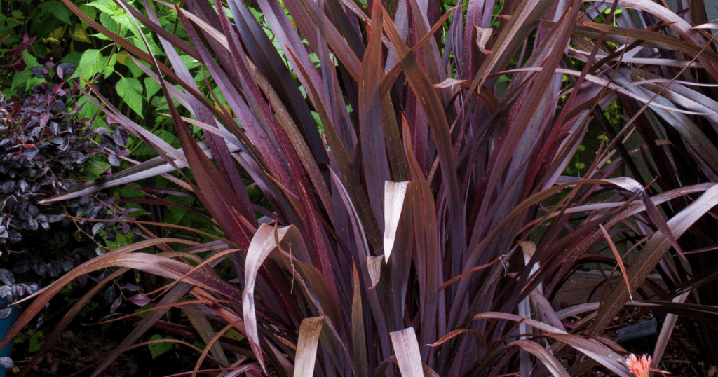 A plant with dark brown leaves in a garden.