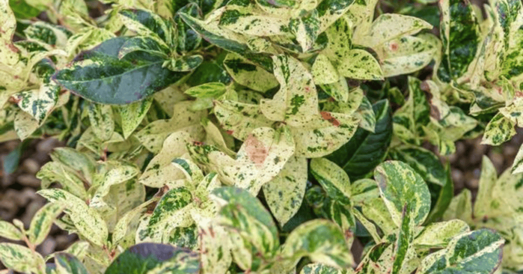 A close up of a bush with white and green leaves.