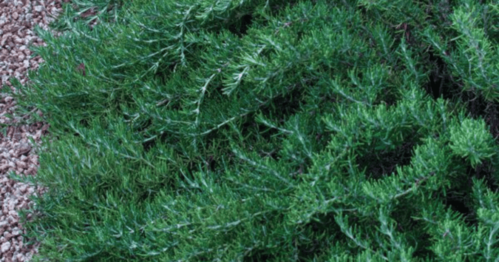 Juniperus chinensis is a small shrub with green leaves.