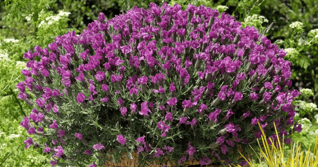 A purple flowering plant in a pot in a garden.