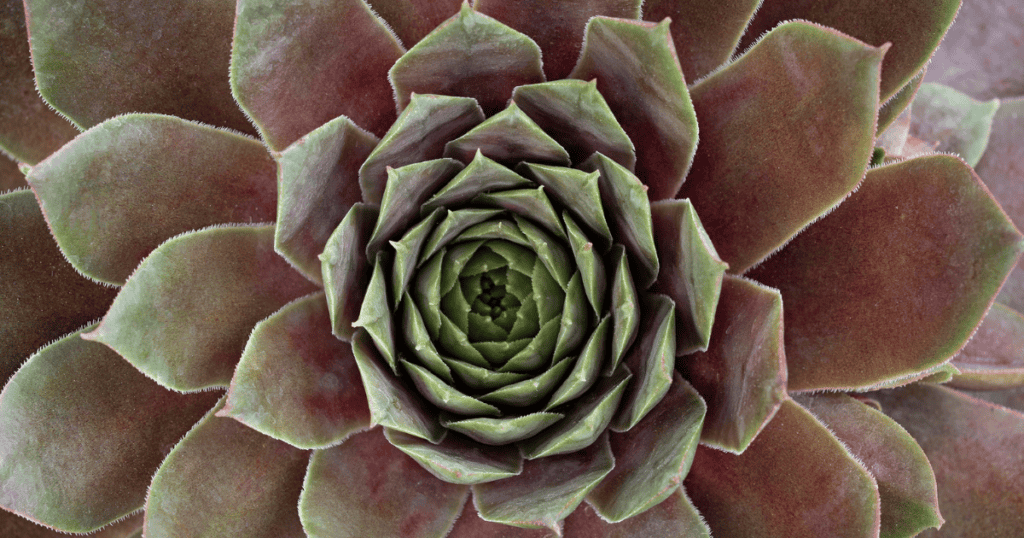 Close-up image of a green and reddish-brown succulent plant with a rosette pattern. The leaves are pointed and layered symmetrically.