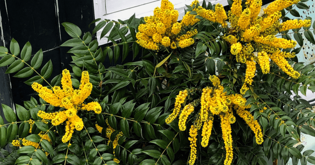 A plant with yellow flowers and leaves in front of a building.