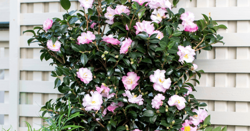 A pink camellia plant in a pot in front of a house.