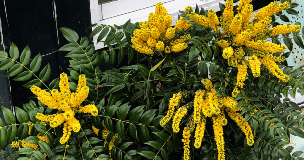 A plant with yellow flowers in front of a building.
