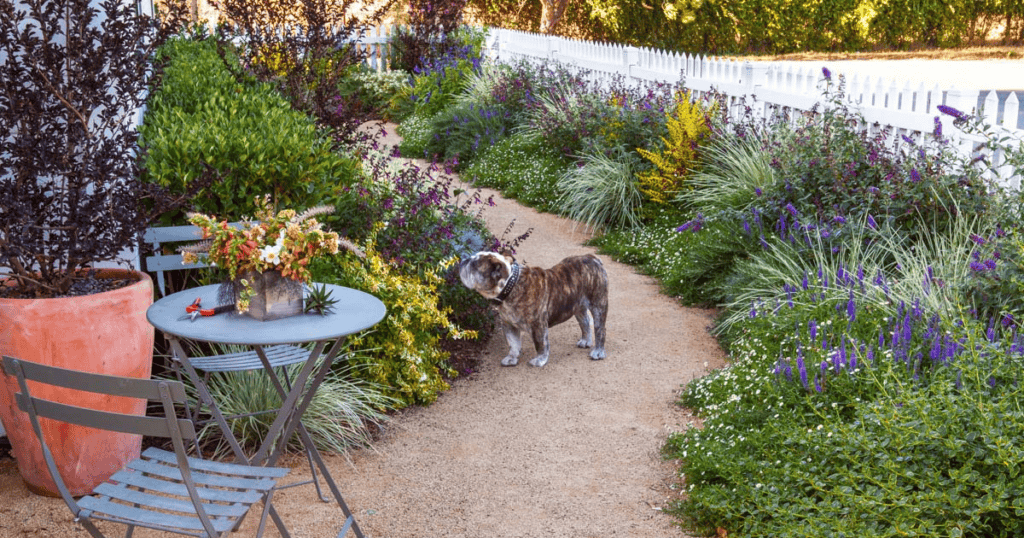 A bulldog stands on a garden pathway lined with lush plants and flowers. A small table with a flower arrangement and pruning shears is positioned on the left. A white picket fence borders the garden.