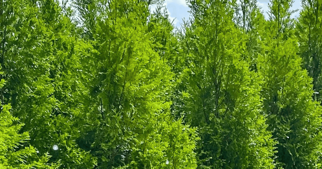 A row of green trees in a field.