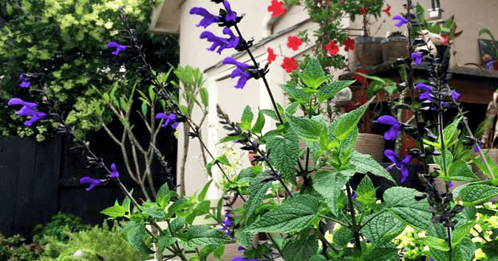 A Rhythm & Blues Salvia with purple flowers and leaves in a garden.