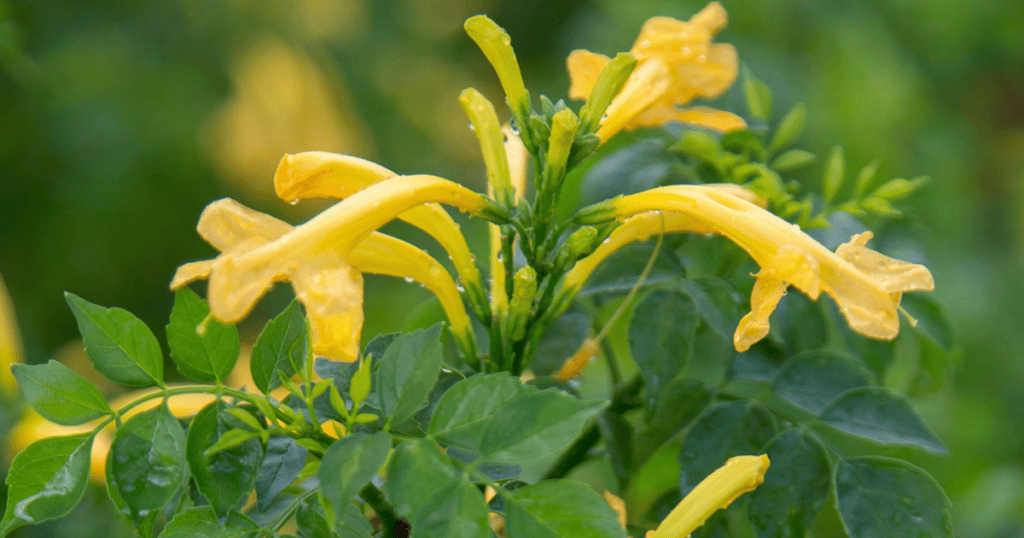 Yellow flowers on a plant with green leaves.
