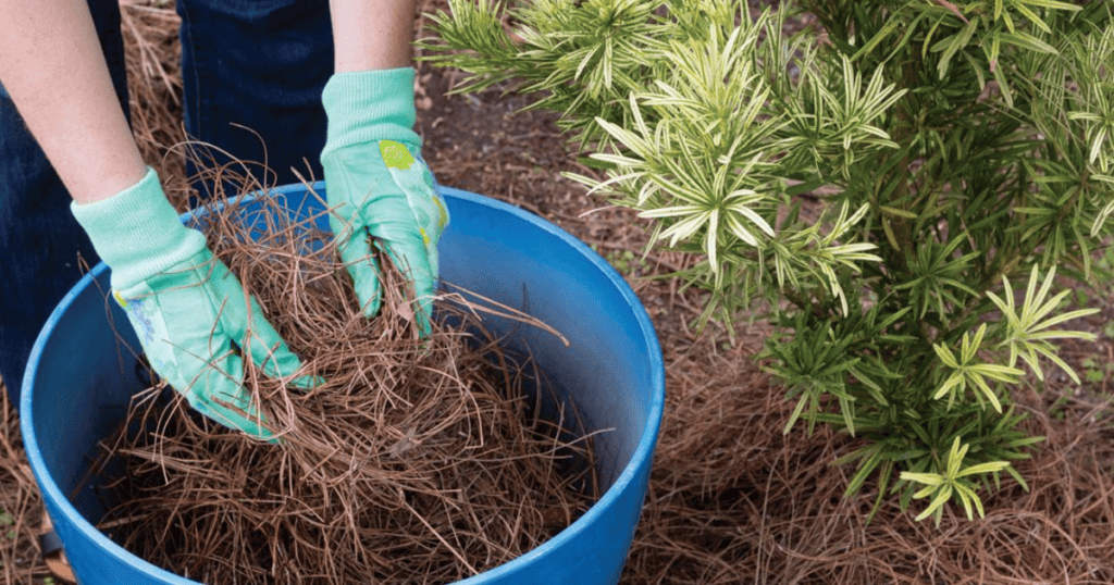 A person in gloves is planting a tree in a blue bucket.