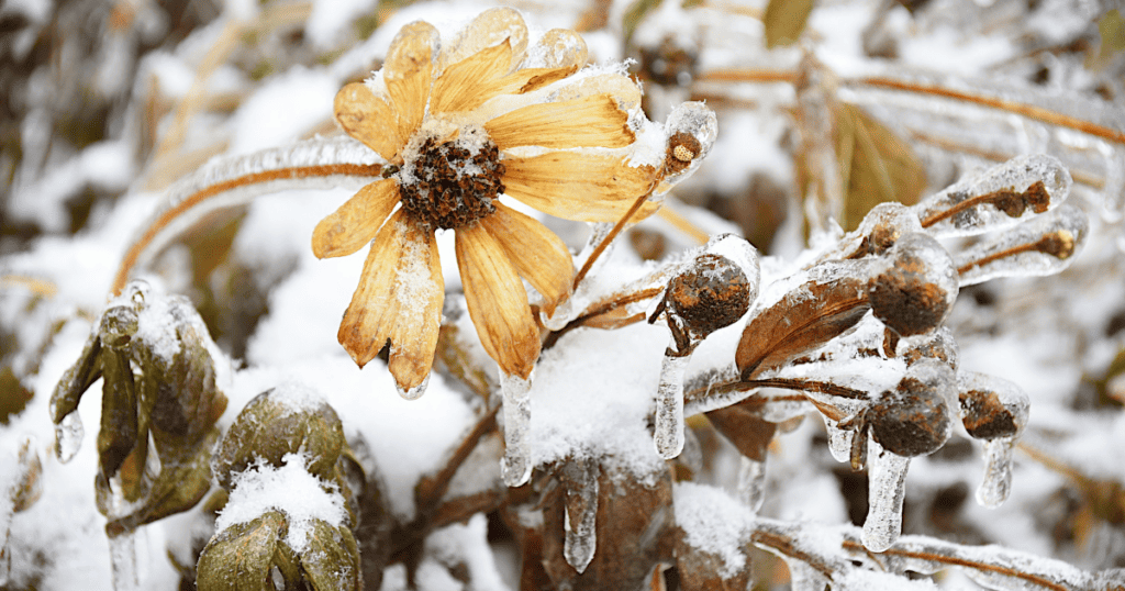 A flower is covered in ice and snow.