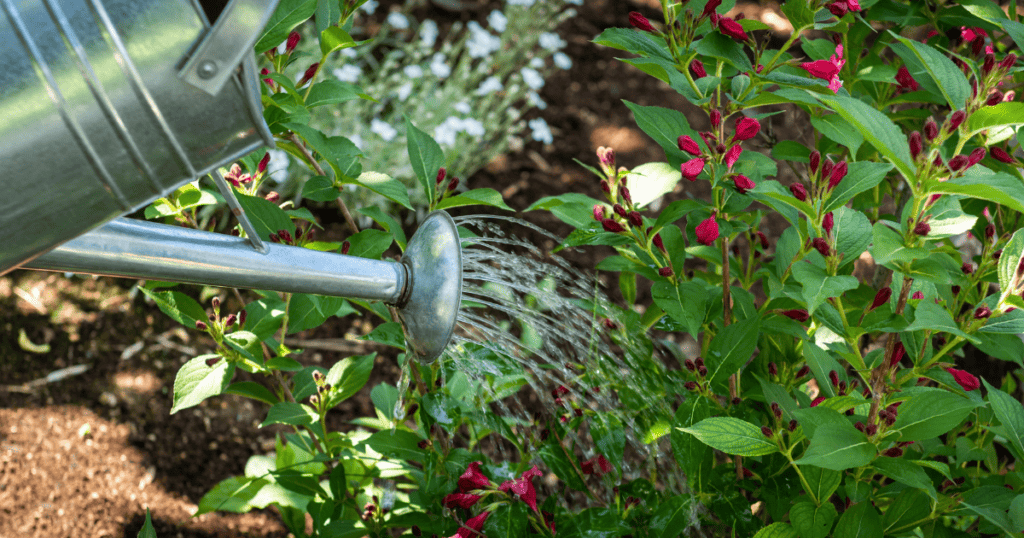 Watering a garden with a watering can.
